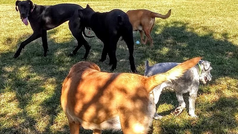 Jackson Hill Dog Park - Marietta, OH