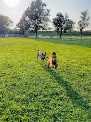 Kaufman Dog Park