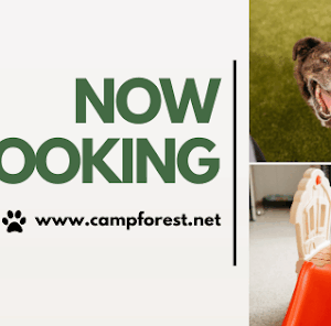 Camp Forest