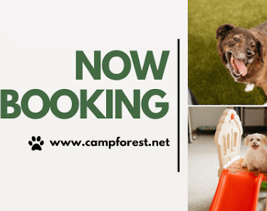 Camp Forest