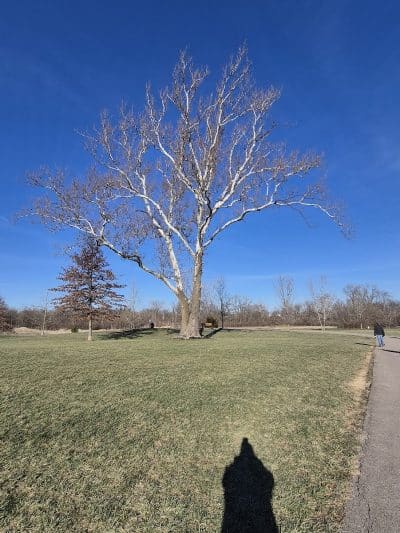 Bark Park - Marysville, OH