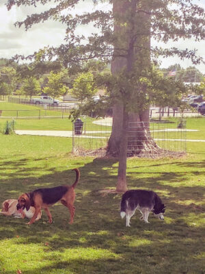 Bark Park
