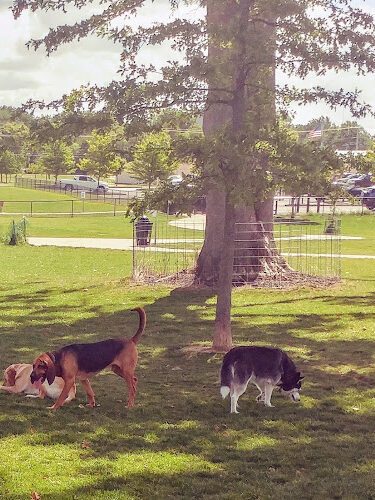 Bark Park