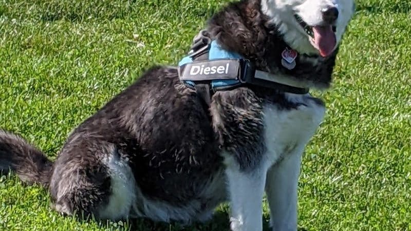 Bark Park - Marysville, OH