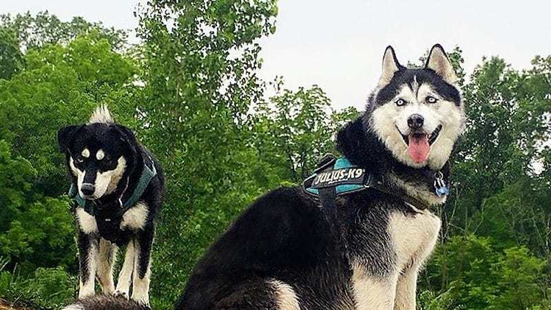 Bark Park - Marysville, OH