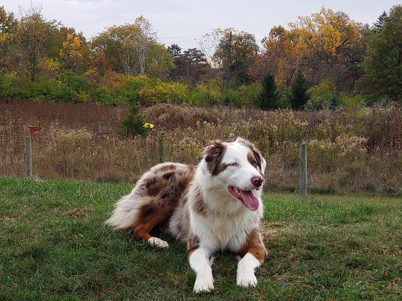 Bark Park - Marysville, OH