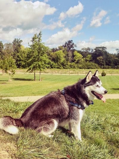 Bark Park - Marysville, OH