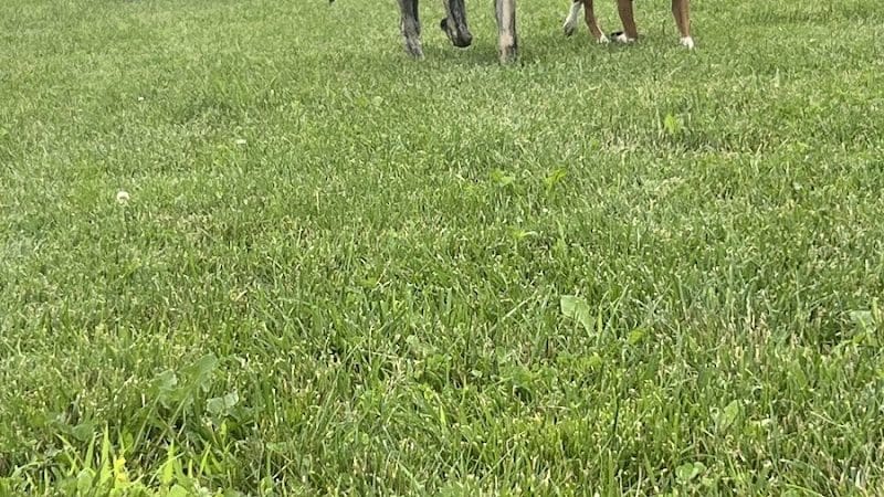 Pawmyra Dog Park - Mason, OH