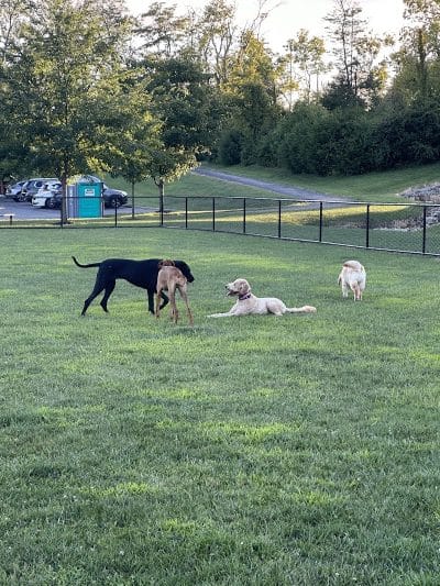 Pawmyra Dog Park - Mason, OH