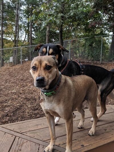 Maynard Dog Park - Maynard, MA
