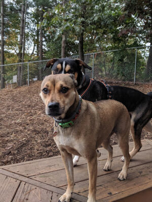 Maynard Dog Park