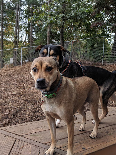 Maynard Dog Park