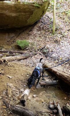 Zaleski State Forest Backpack Trailhead Parking: Selinde Roosenburg Memorial Backpack Trail
