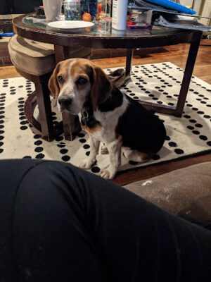 Morgan County Humane Society