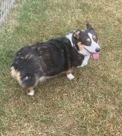 Medina Dog Park - Medina, NY