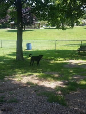 Memorial Park - Dog Park