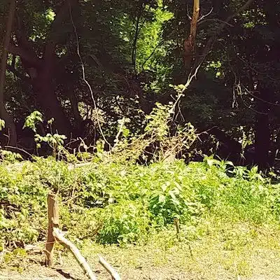 Leadingham Prairie Preserve - Medway, OH