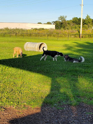 City of Mentor Dog Park