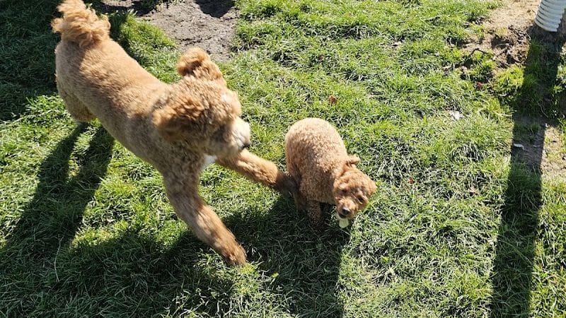 Tri-City Bark Park - Middleburg Heights, OH