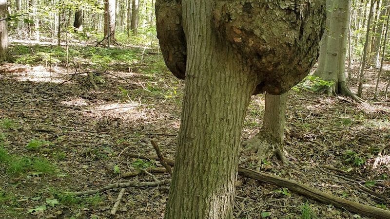 Swine Creek Reservation - Middlefield, OH