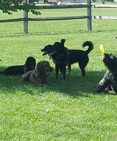 Bark Fitness Pet Care