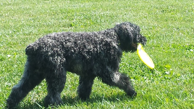 Bark Fitness Pet Care - Middletown, OH