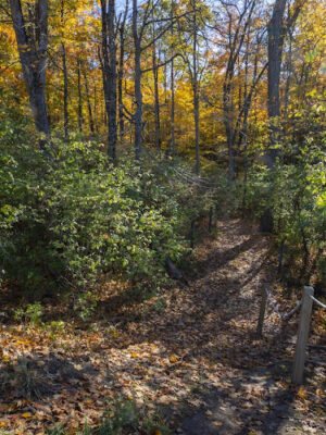 Miami University Nature Trail