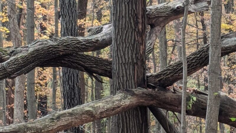 Miami University Nature Trail - Middletown, OH