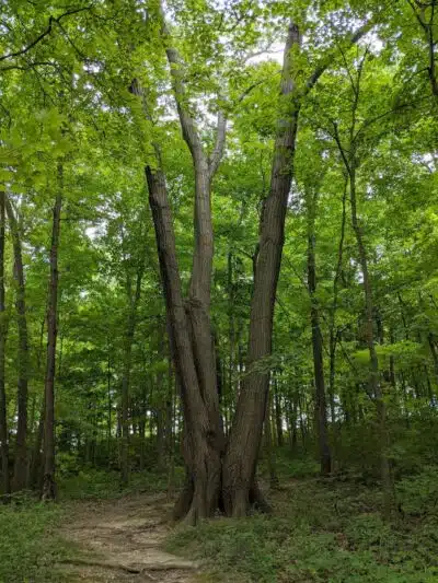 Miami University Nature Trail - Middletown, OH