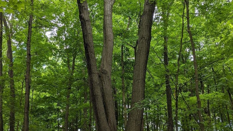 Miami University Nature Trail - Middletown, OH