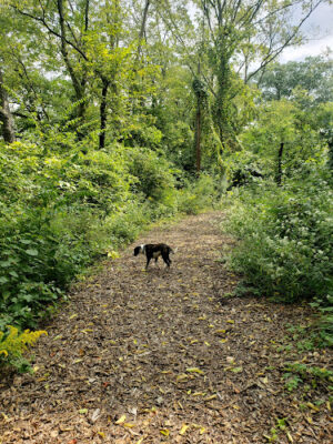 Rosemont Park Nature Reserve