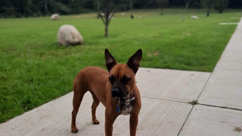 Eisenhower Dog Park - Milford, CT