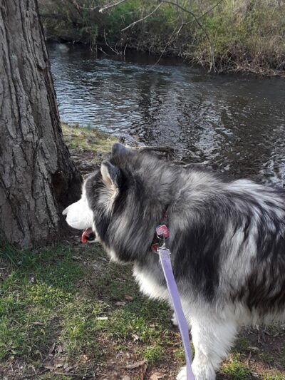 Eisenhower Dog Park - Milford, CT