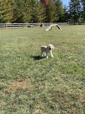 Bark Park at Miami Meadows