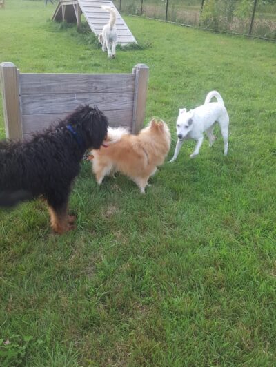 Butler Farm Dog Park - Millbury, MA