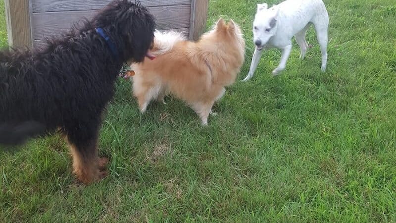 Butler Farm Dog Park - Millbury, MA