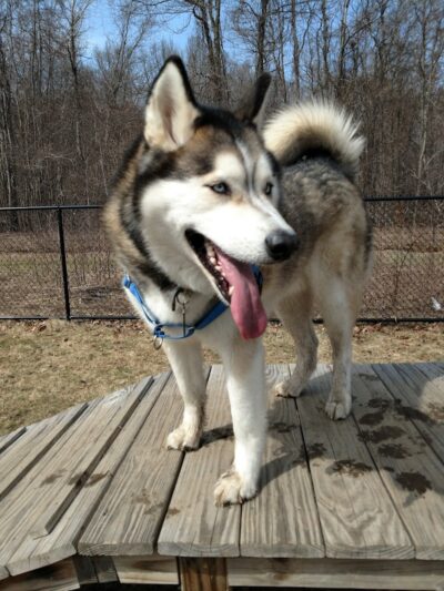 Butler Farm Dog Park - Millbury, MA