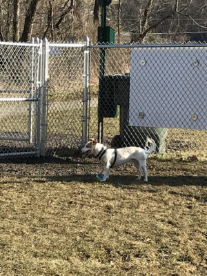 Pampered Paws Dog Park