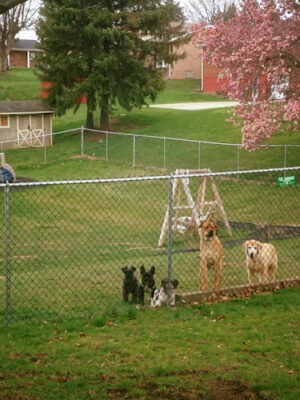 Woof Inn