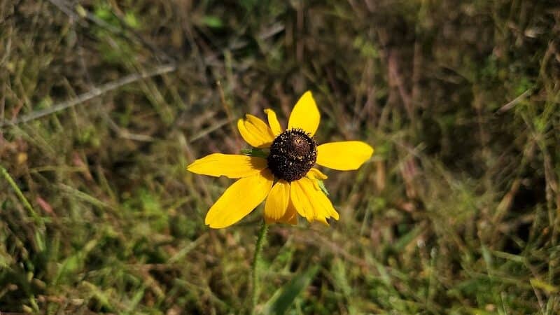 Cannonball Prairie Metropark - Monclova Township, OH