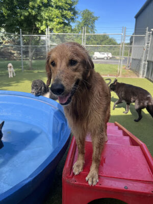 Rover Come Over Doggy Daycare
