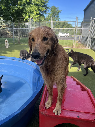 Rover Come Over Doggy Daycare