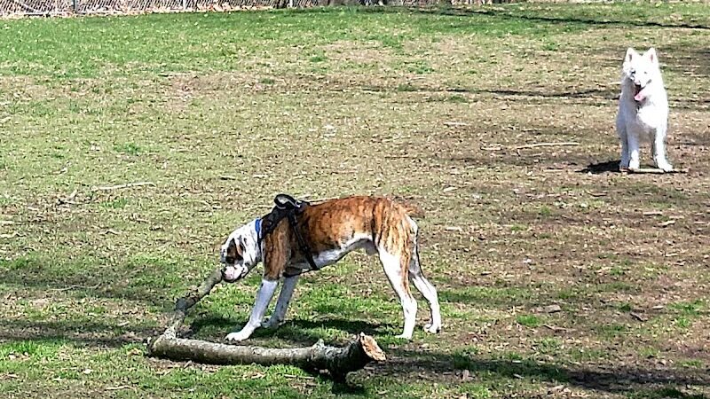 Monroeville Dog Park - Monroeville, PA