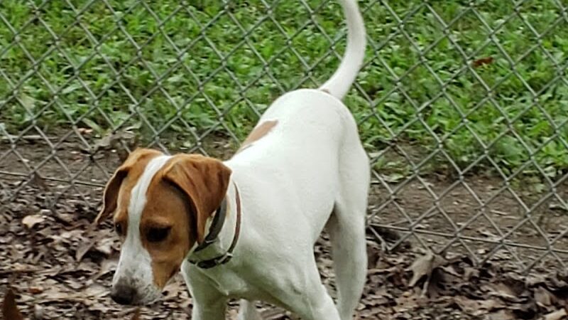 Monroeville Dog Park - Monroeville, PA