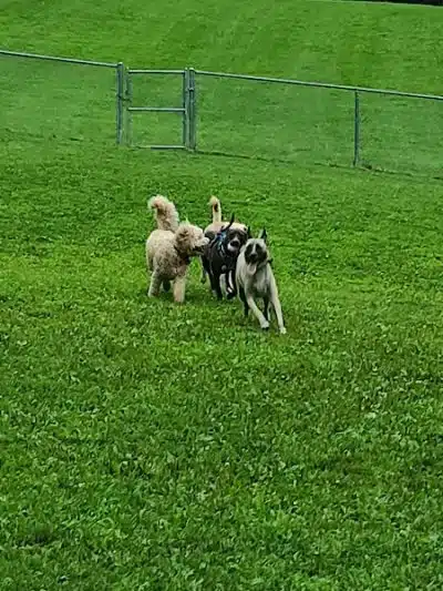 Central Park County Dog Park - Morris Plains, NJ