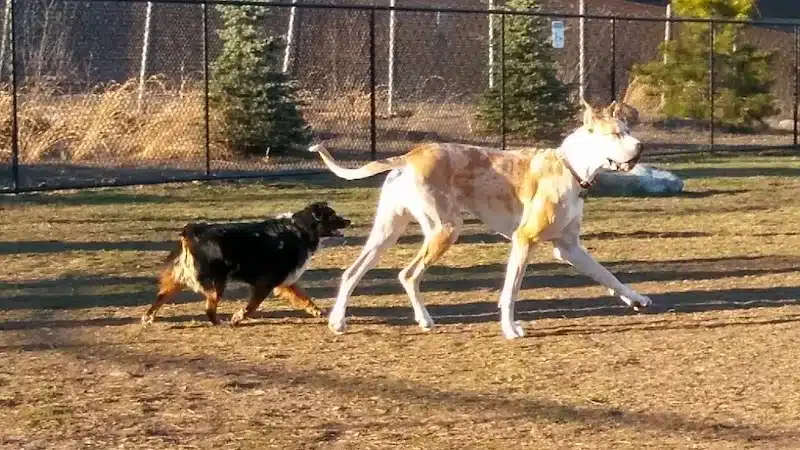 Morrisville Dog Park - Morrisville, PA