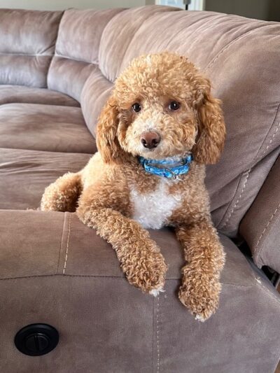 Country Lane Pet Resort - Moscow, OH