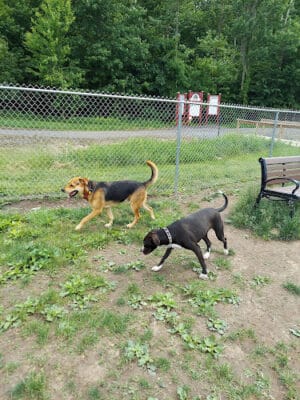 Wright Township Dog Park