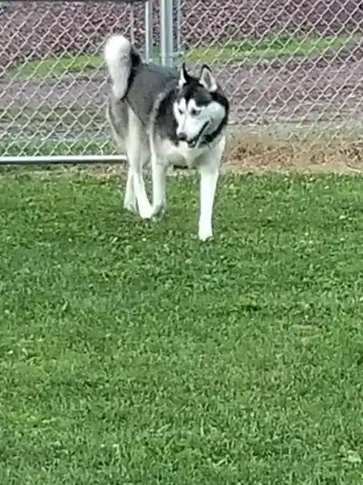 Wright Township Dog Park - Mountain Top, PA