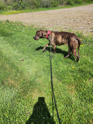 Morrow County Dog Shelter